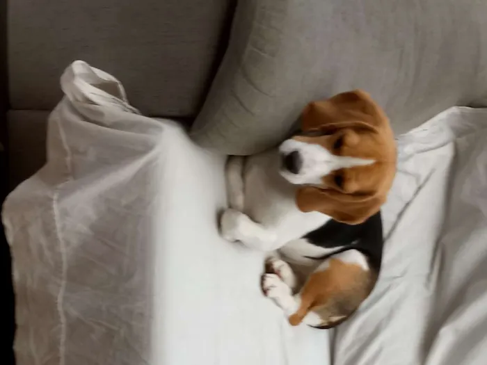 Cachorro ra a Beagle idade 1 ano nome Belle