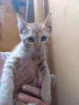 Gato raça Sem raça definida idade 2 a 6 meses nome Gatinhas abandonadas