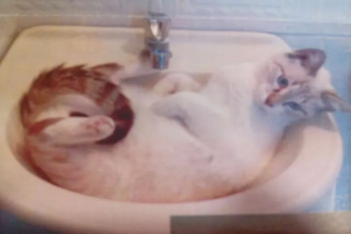 Gato raça sem raça definida idade 1 ano nome Laiza