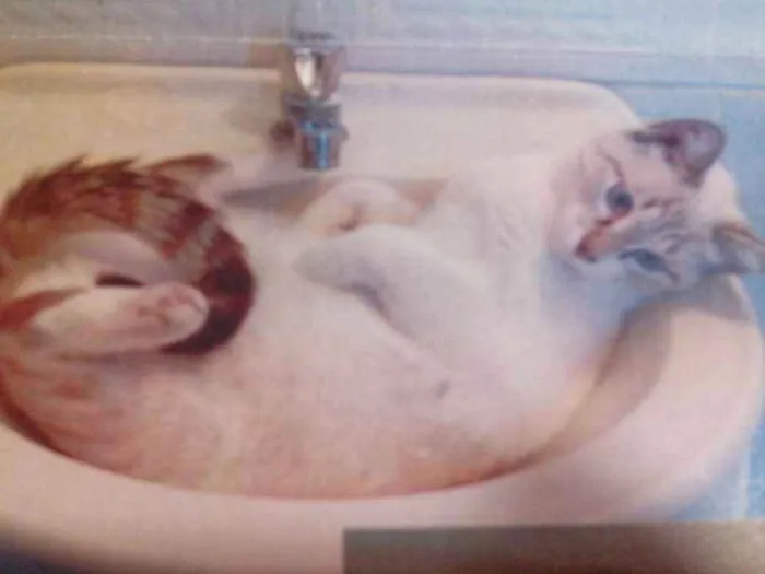 Gato raça sem raça definida idade 1 ano nome Laiza