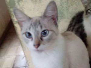 Gato raça sem raça definida idade 1 ano nome Laiza