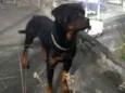 Rot