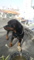 Rot