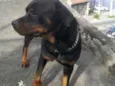 Rot