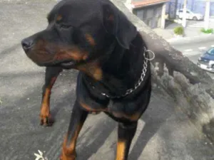 Cachorro raça Rotweiller idade 7 a 11 meses nome Rot