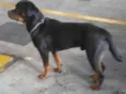 Rot