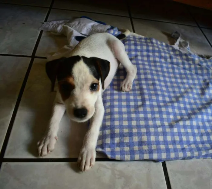 Cachorro raça SRD idade 2 a 6 meses nome Gaia