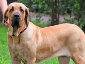 Cachorro raça Fila Brasileiro idade 5 anos nome Ziva