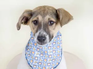 Cachorro raça SRD idade 2 a 6 meses nome Tequila, corona e wi
