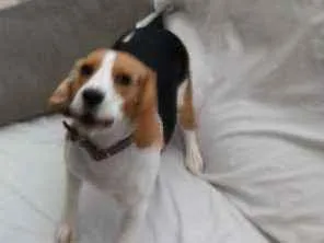 Cachorro raça Beagle idade 1 ano nome Belle