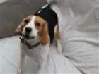 Cachorro raça Beagle idade 1 ano nome Belle