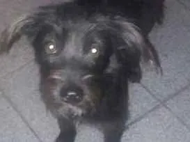 Cachorro raça SRD idade 7 a 11 meses nome Pipoca