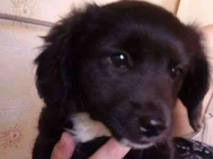 Cachorro raça SRD idade 2 a 6 meses nome Teco e Tedy