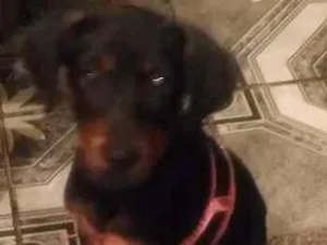 Cachorro raça SRD idade 2 a 6 meses nome Chellsa