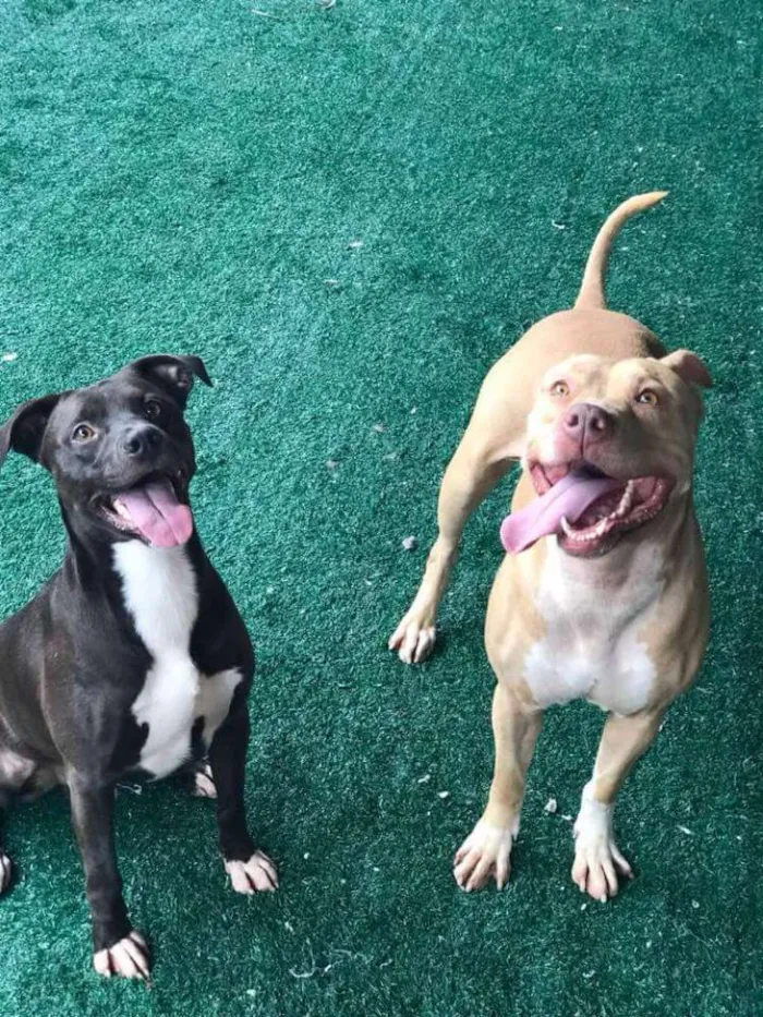 Cachorro ra a Pit bull idade 3 anos nome Leona e Bob