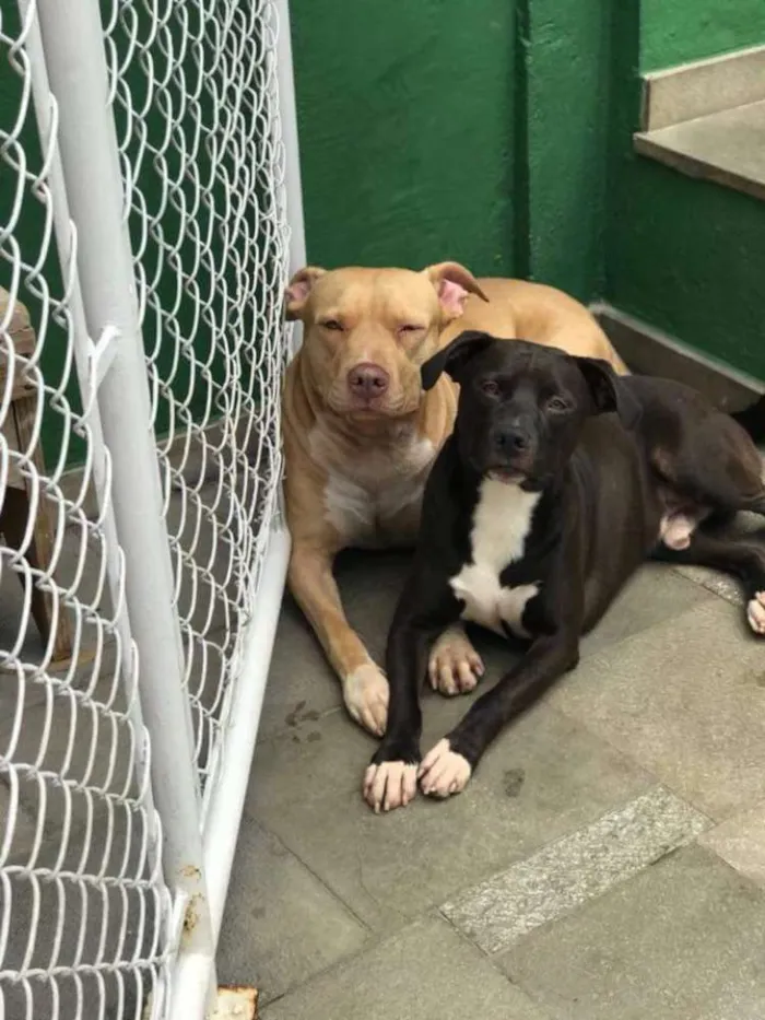 Cachorro ra a Pit bull idade 3 anos nome Leona e Bob