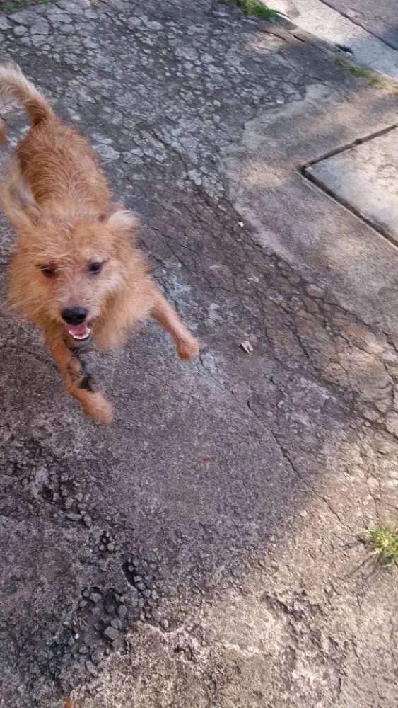 Cachorro ra a Vira lata idade 7 a 11 meses nome Bob