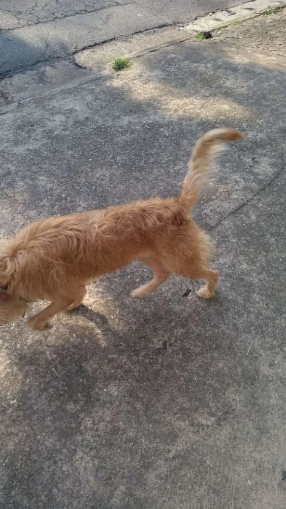 Cachorro ra a Vira lata idade 7 a 11 meses nome Bob