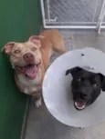Leona e Bob