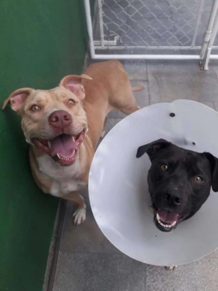 Cachorro ra a Pit bull idade 3 anos nome Leona e Bob