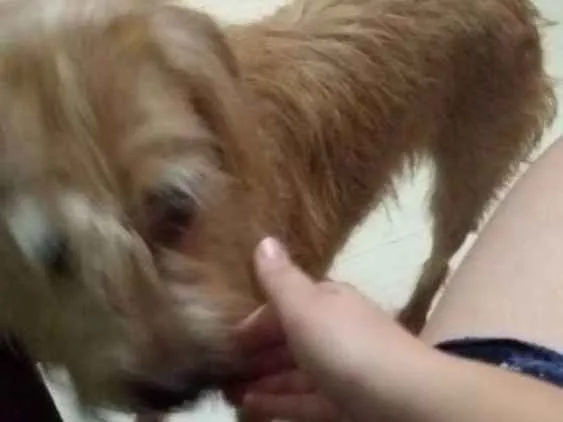 Cachorro ra a Vira lata idade 7 a 11 meses nome Bob