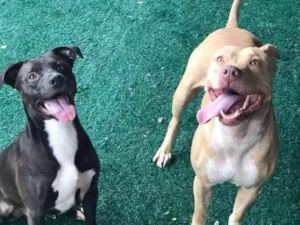 Cachorro raça Pit bull idade 3 anos nome Leona e Bob