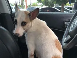 Cachorro raça SRD idade 1 ano nome Mel