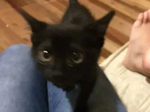 Gato raça  idade 2 a 6 meses nome Mickey