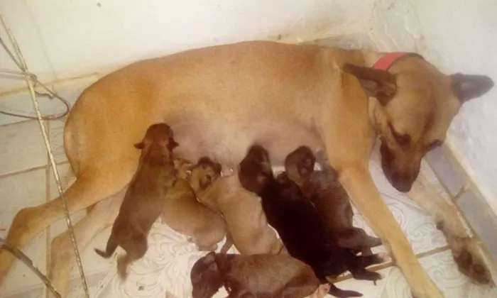 Cachorro ra a vira lata idade Abaixo de 2 meses nome princesa