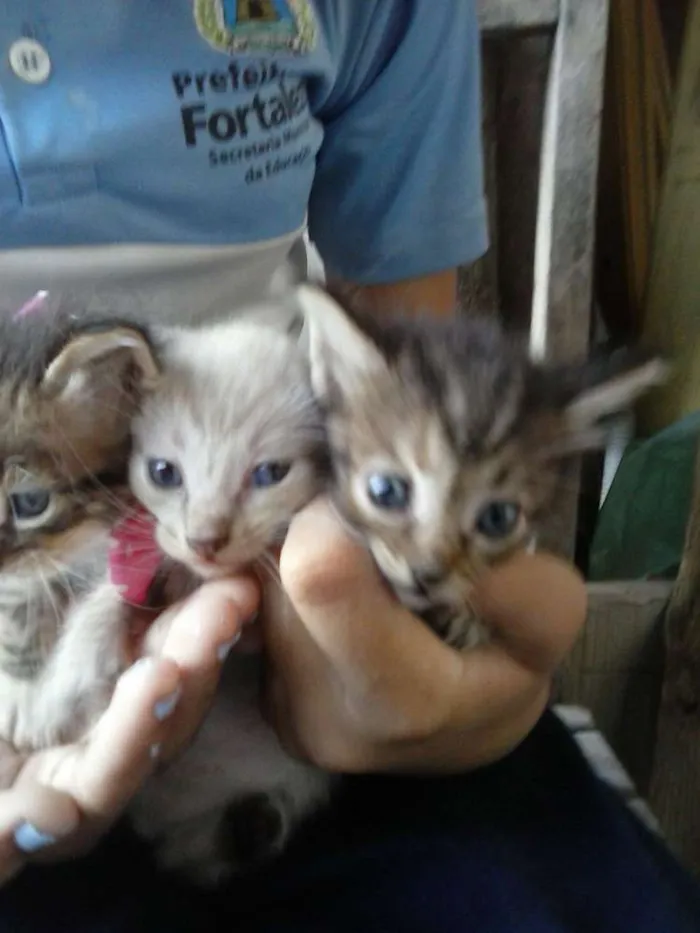 Gato ra a Mista idade 2 a 6 meses nome Irmãs