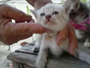 Gato raça Mista idade 2 a 6 meses nome Irmãs