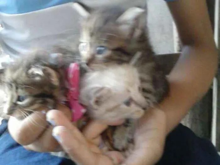 Gato ra a Mista idade 2 a 6 meses nome Irmãs