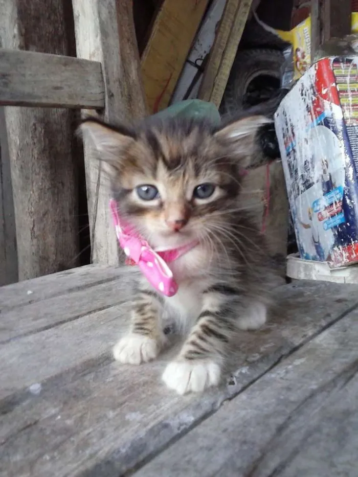 Gato ra a Mista idade 2 a 6 meses nome Irmãs