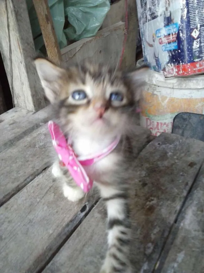 Gato ra a Mista idade 2 a 6 meses nome Irmãs