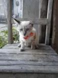 Tigre branco
