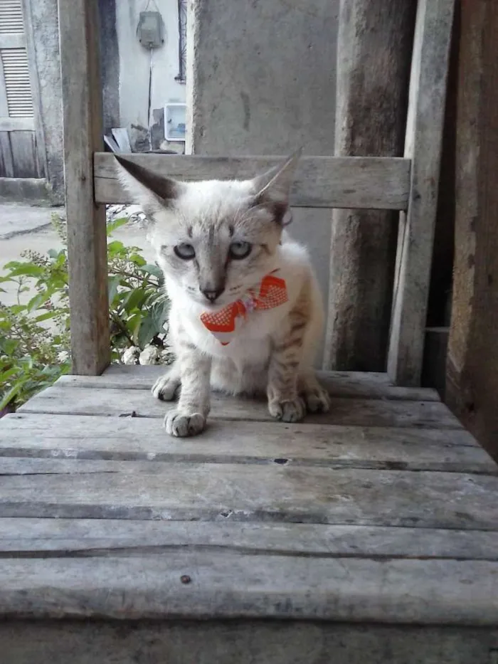 Gato ra a Siamês claro idade 2 a 6 meses nome Tigre branco
