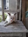 Tigre branco