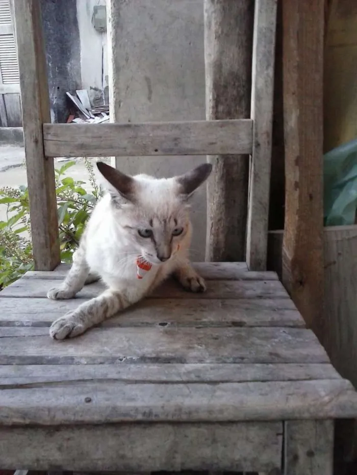 Gato ra a Siamês claro idade 2 a 6 meses nome Tigre branco