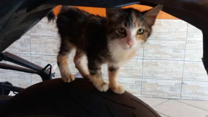 Gato ra a SRD idade Abaixo de 2 meses nome Lani