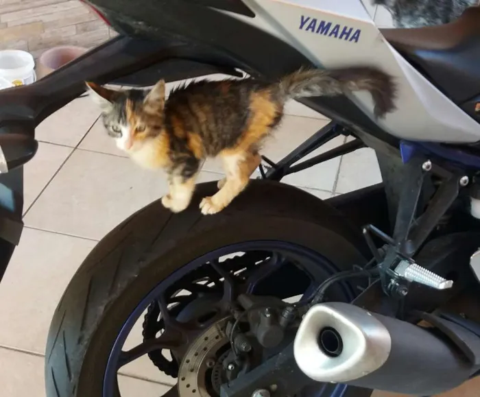 Gato ra a SRD idade Abaixo de 2 meses nome Lani
