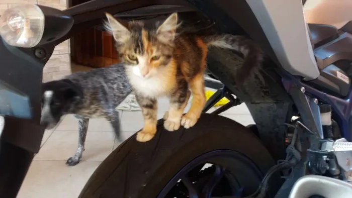 Gato ra a SRD idade Abaixo de 2 meses nome Lani
