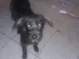 Pipoca