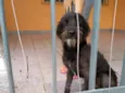 Pipoca