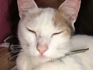 Gato raça SRD idade 2 anos nome Branca