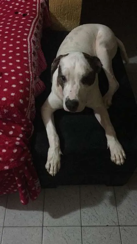 Cachorro ra a Pit-Bull idade 7 a 11 meses nome thayson