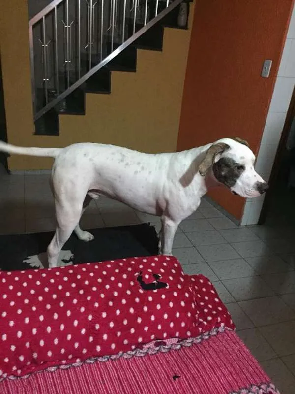Cachorro ra a Pit-Bull idade 7 a 11 meses nome thayson