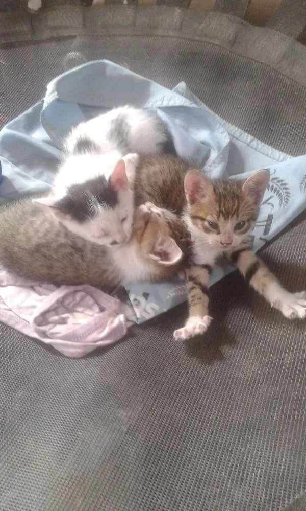 Gato raça Vira lata idade Abaixo de 2 meses nome Nao ten