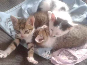 Gato raça Vira lata idade Abaixo de 2 meses nome Nao ten