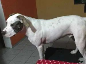 Cachorro raça Pit-Bull idade 7 a 11 meses nome thayson