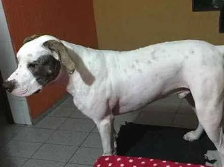 Cachorro ra a Pit-Bull idade 7 a 11 meses nome thayson